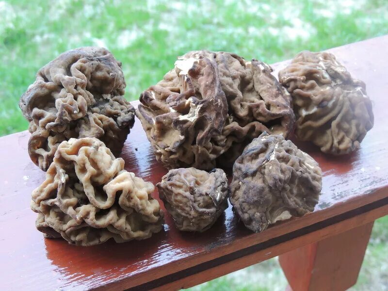 Сморчки грибы рецепт приготовления в домашних. Сморчок полевой. Сморчки грибы маринованные. Грибы сморчки жареные. Что такое сморчки в еде.