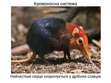 Хоботковая собачка петерса описание