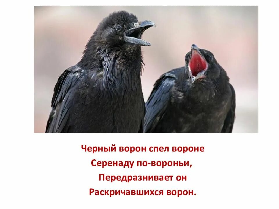 Скороговорки про ворон. Стихотворение ворона. Скороговорка про ворону. Стихотворение о вороне. Стих про черную ворону.