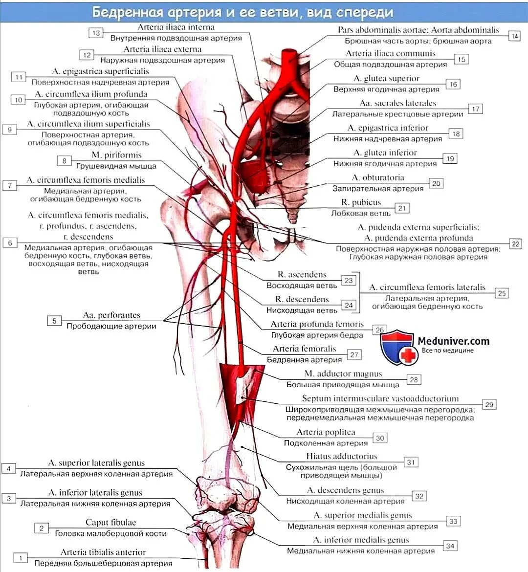 Ветви бедренной артерии схема. Медиальная огибающая артерия бедра. Внутренняя подвздошная артерия схема. Бедренная артерия топография ветви.
