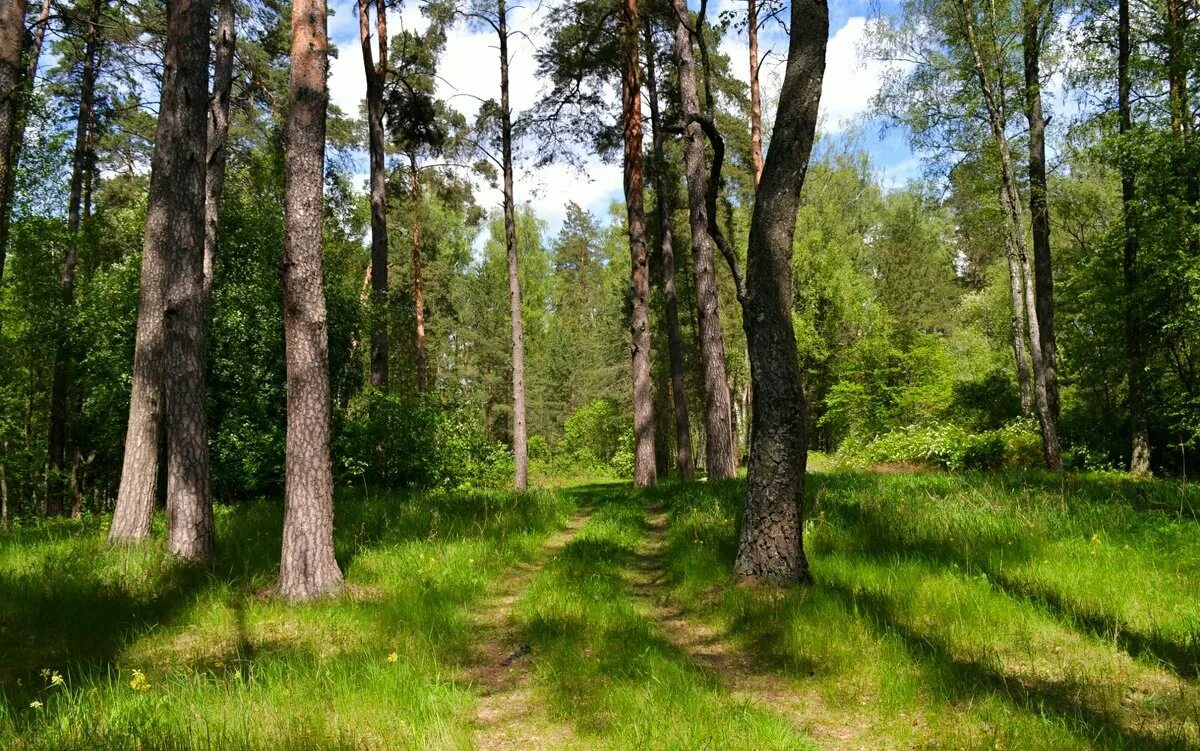 Картина шишкина лесная глушь. Лесные ресурсы калининградской области. Глухая тишь широкоформатные фотографии. Вартемяги ручьи река. Тиши лесной.