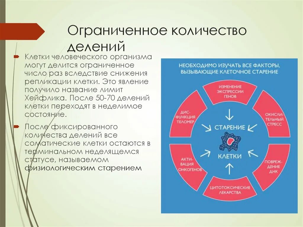 Делятся ли клетки. Количество делений. Количество делений клетки. Сколько раз делится клетка. Сколько делятся клетки человека.