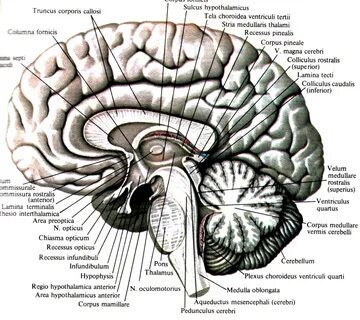 середній мозок. 
