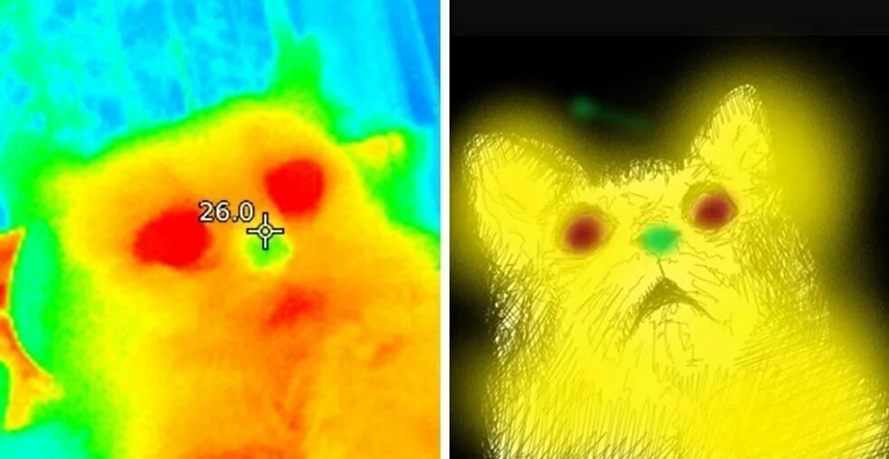 Тепловизор убрал. Тепловизор человек. кот через тепловизор. тепловизор снимки. смешной тепловизор.