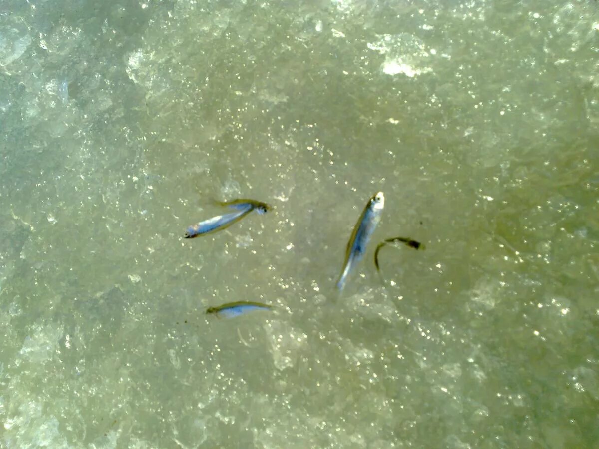 Водоросли мальки рыб окунь. Окунь речной малек. мальки в воде. у мальков окуни. рыбки мальки речные.