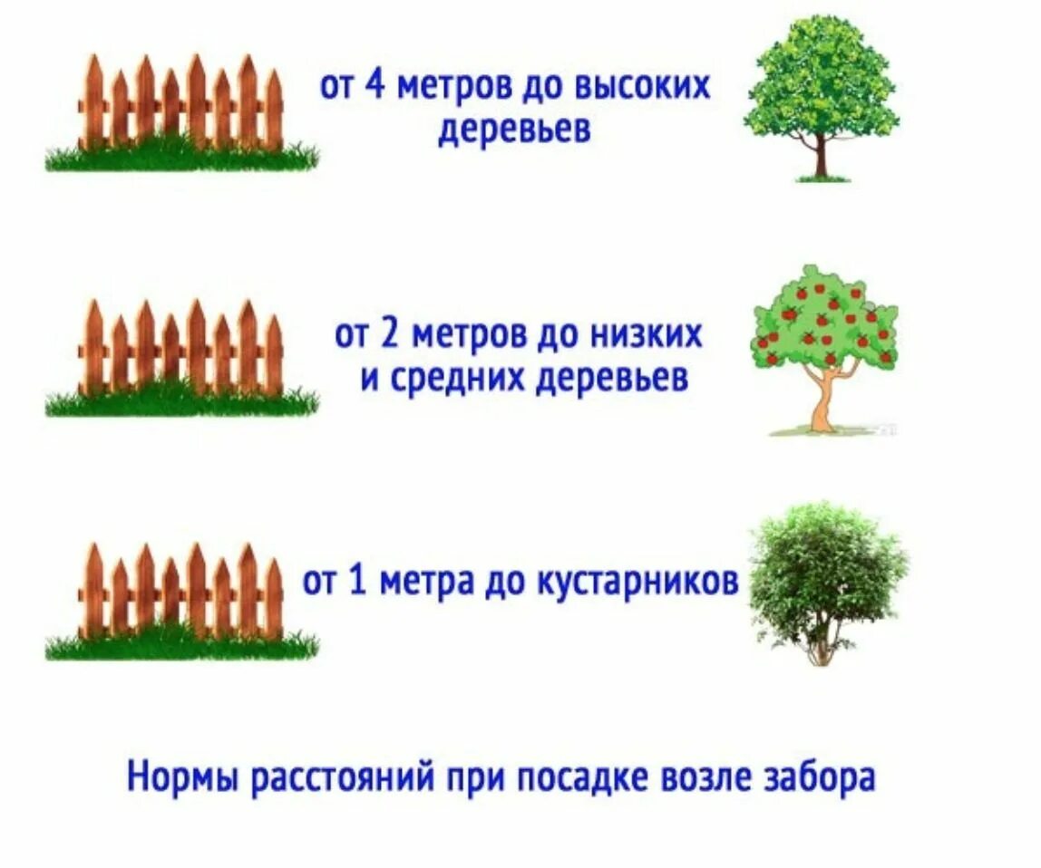 На каком расстоянии нужно сажать деревья. Нормы посадки плодовых деревьев от забора соседей. Расстояние при посадке деревьев от забора соседей нормативы. Нормативы посадки деревьев и кустарников. Схема посадки яблонь на участке от забора.