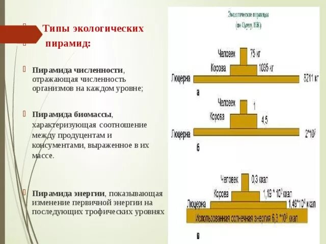 Экологическая пирамида численности. Пирамида чисел биомассы и энергии. Типы экологических пирамид. Пирамиды численности биомассы и энергии. Экологические пирамиды чисел биомассы энергии.