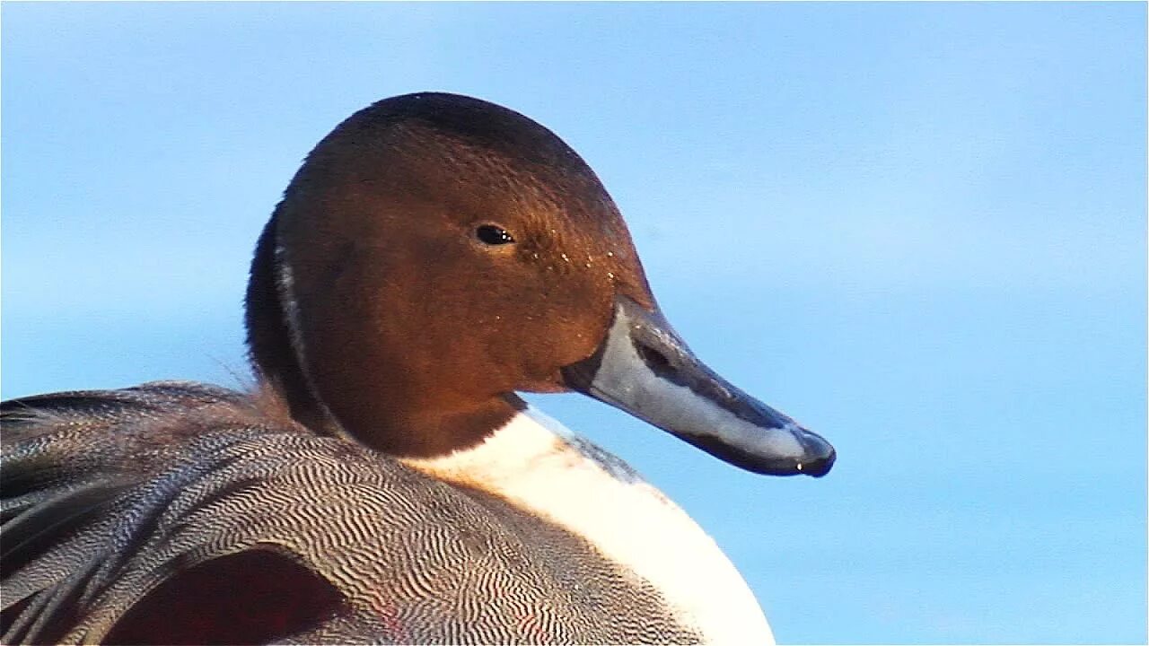 Утка кряква самка. Голос утки кряквы слушать. Марианская кряква. Белорусская утка. Голос утки кряквы слушать.