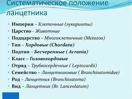 Систематические группы хордовые