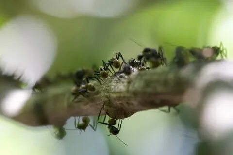 Ant lighting
