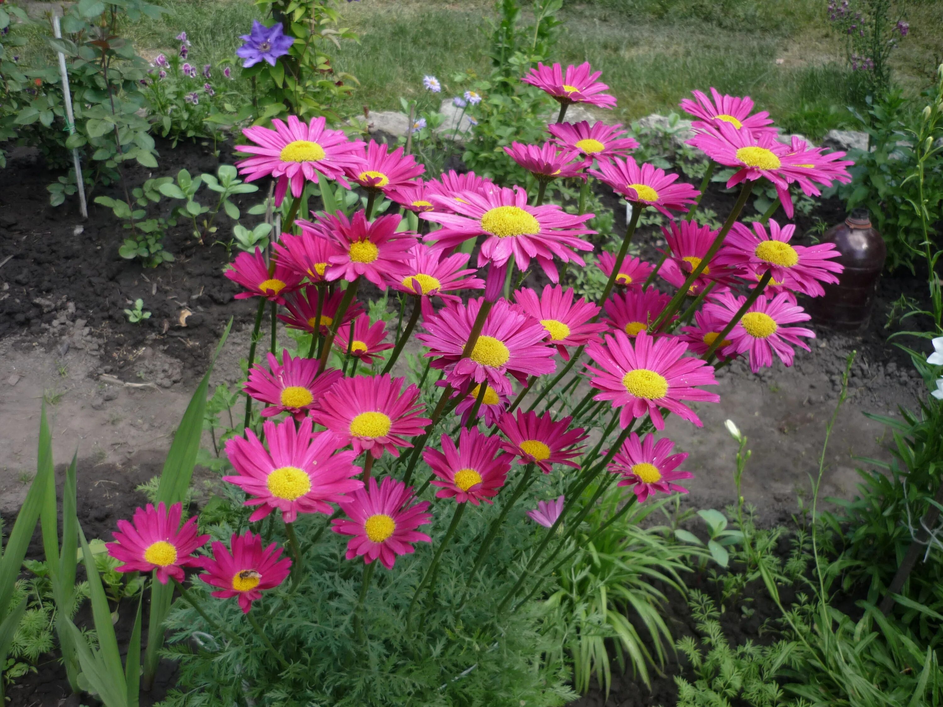 Пиретрум красный. Пиретрум красный. Ромашка красная пиретрум. Пиретрум красный. Пиретрум красный.