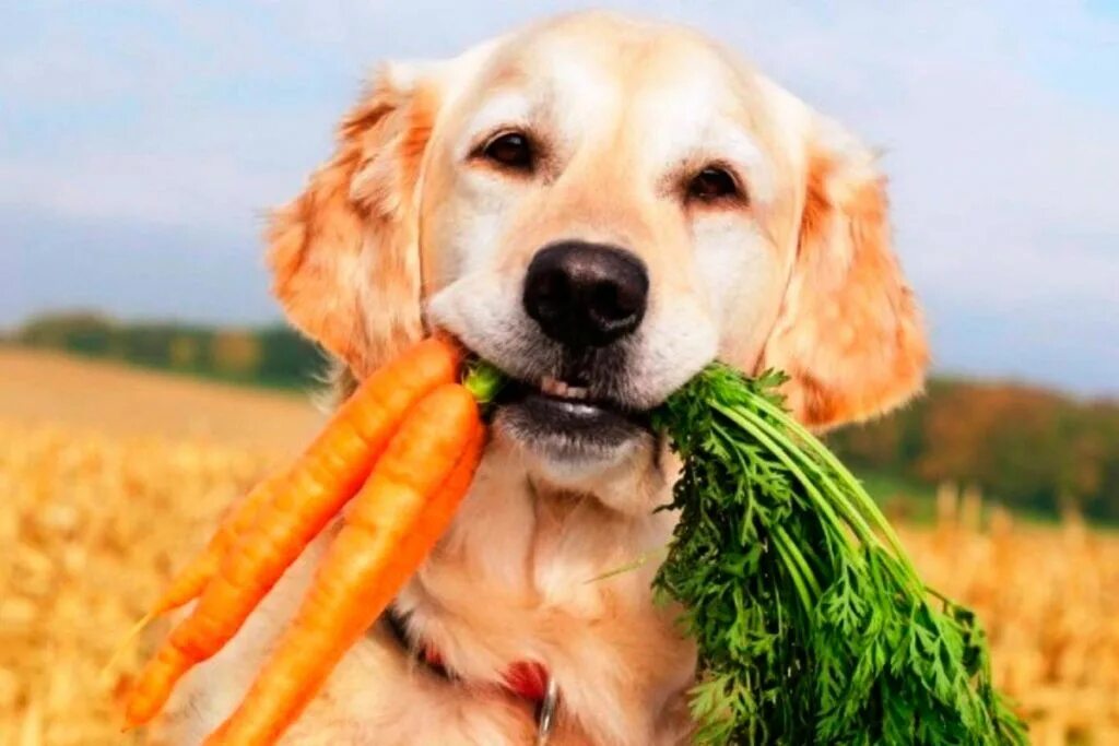 Здоровые животные. Животные и еда. Диетотерапия животных. Витамины для собак.