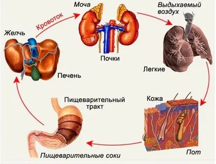 Взаимосвязь почек и печени