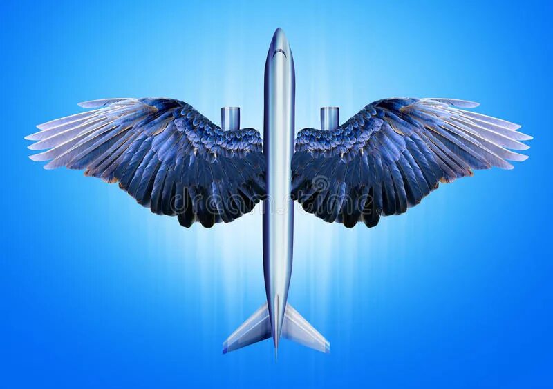 Стали птицы на крыло. Крыло птицы. Самолет с крыльями птицы. Птичье крыло. Крыло птицы и крыло самолета.