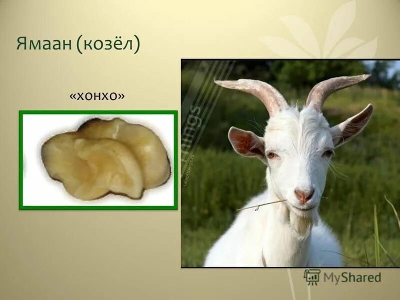 5 священных животных бурятии. Табан хушуун мал. 5 священных животных бурятии. Пять бурятских домашних животных. 5 драгоценных животных бурятии.