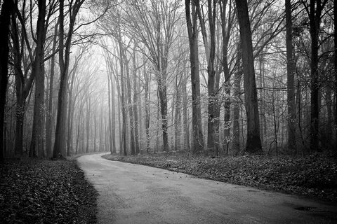 Black path