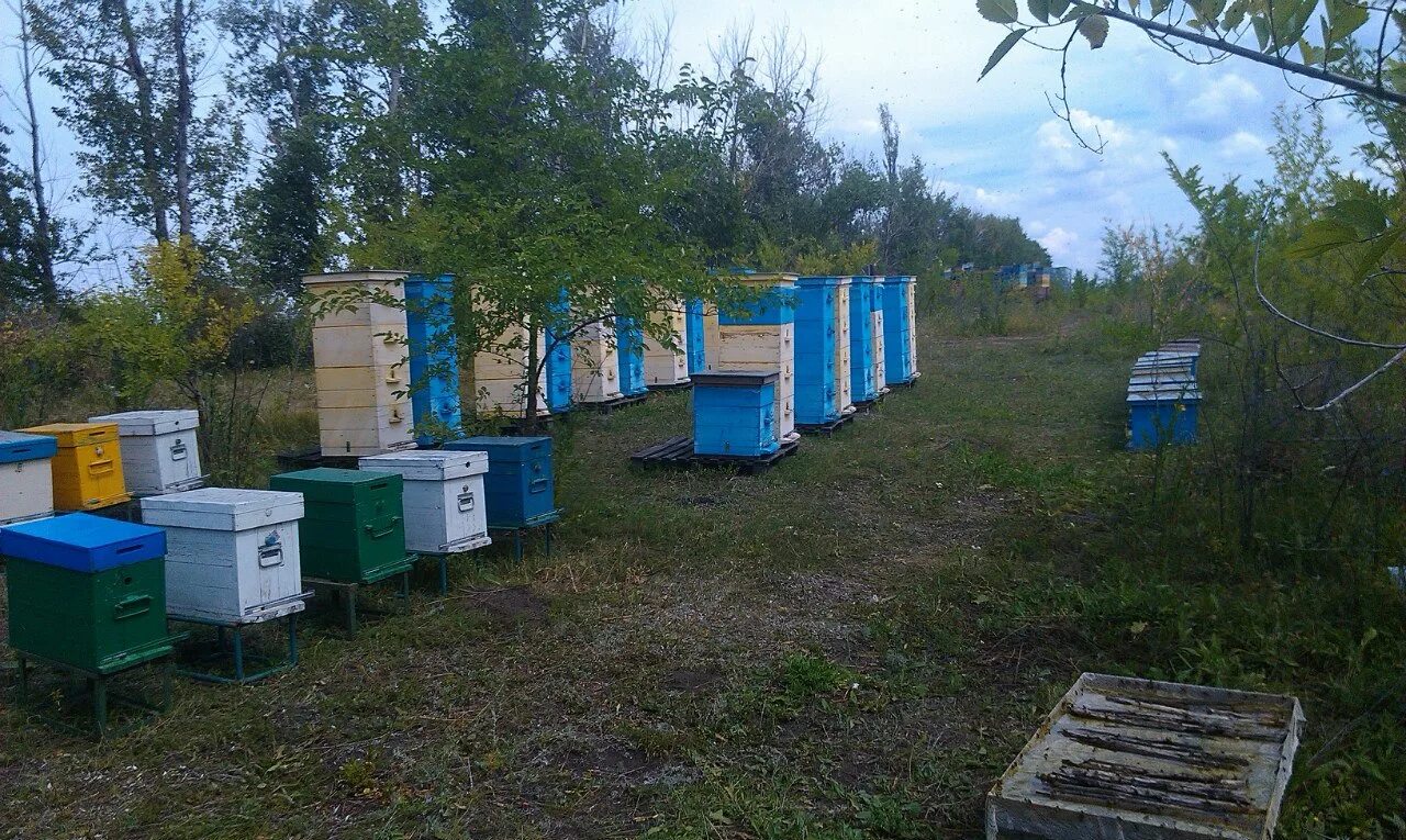 пасека интернет магазин. пасека интернет магазин. красивая пасека. мед продукция. пасека интернет магазин.