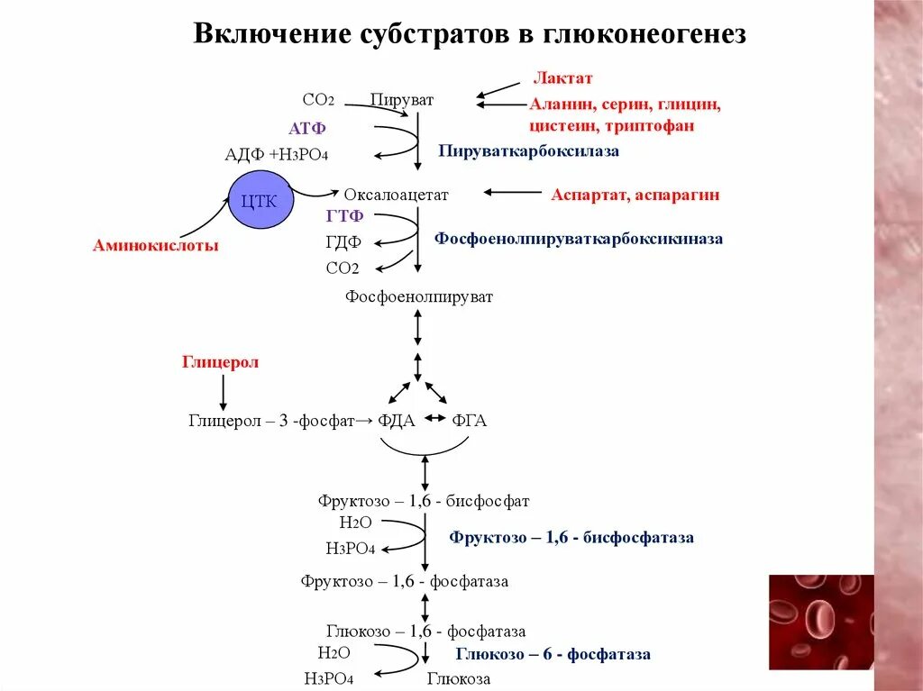 Протекание гликолиза кольцевые днк. Глюконеогенез из пировиноградной кислоты. Схема глюконеогенеза биохимия. Глюконеогенез основные реакции. Схема глюконеогенеза из лактата.