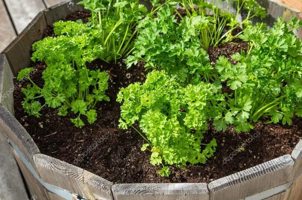 Укроп и петрушка на одной грядке. Сажать укроп кинза петрушка. Петрушка в теплице. Кинза, петрушка. Можно посадить петрушку.