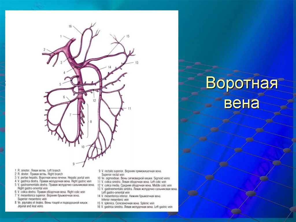 Кровообращение воротной вены. Воротная Вена печени анатомия. Система воротной вены анатомия. Система воротной вены схема. Схема воротной вены печени.