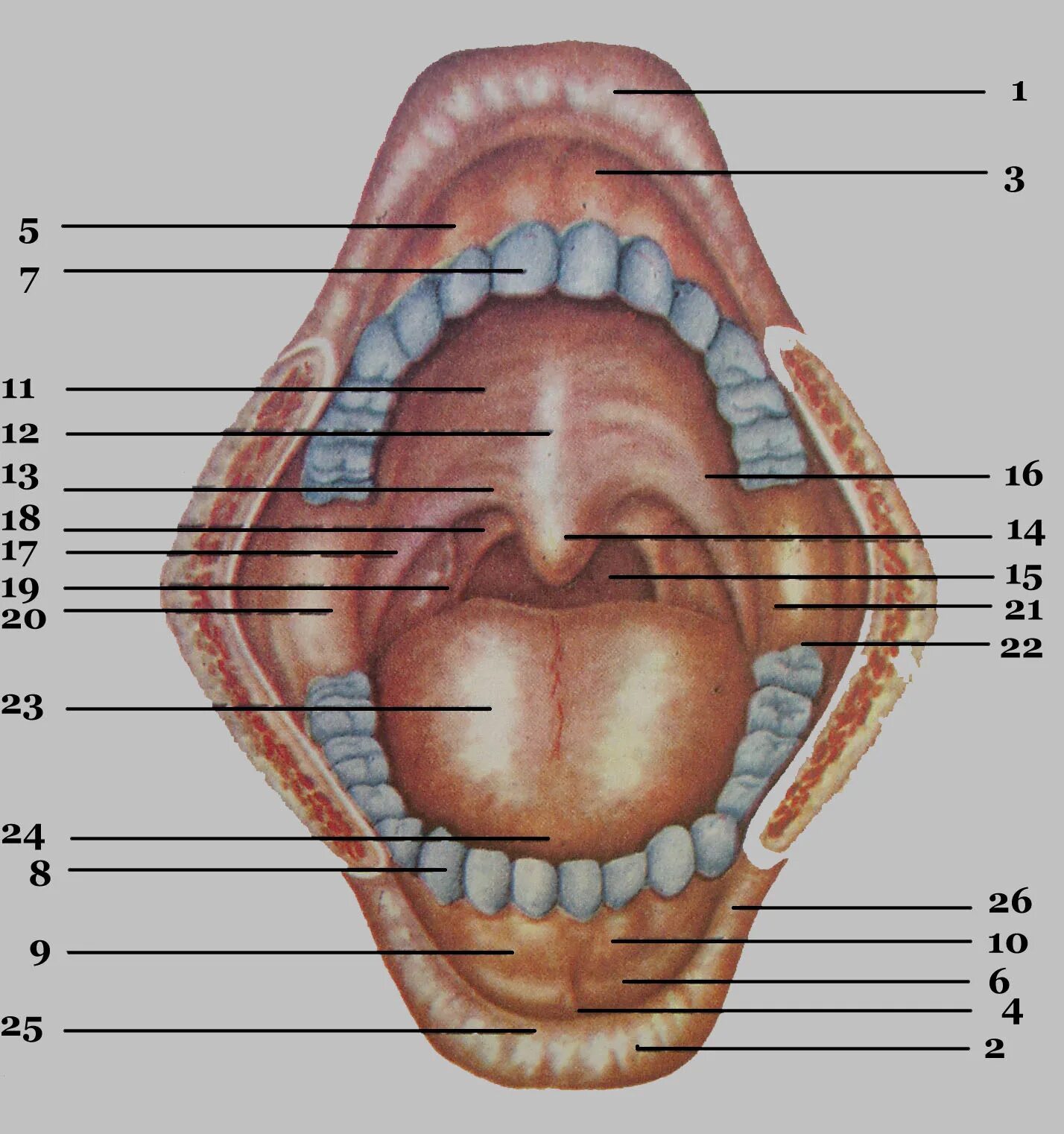 Части губ рта. Небо ротовой полости анатомия. Крылочелюстная складка строение. Анатомия ротовой полости человека. Анатомия твердого неба верхней челюсти.