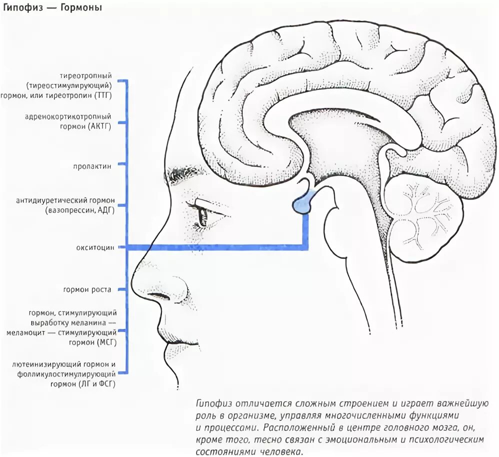 Строение головного мозга гипофиз. Гипофиз расположение в голове. Гипофиз схема мозга. Гипофиз функции.