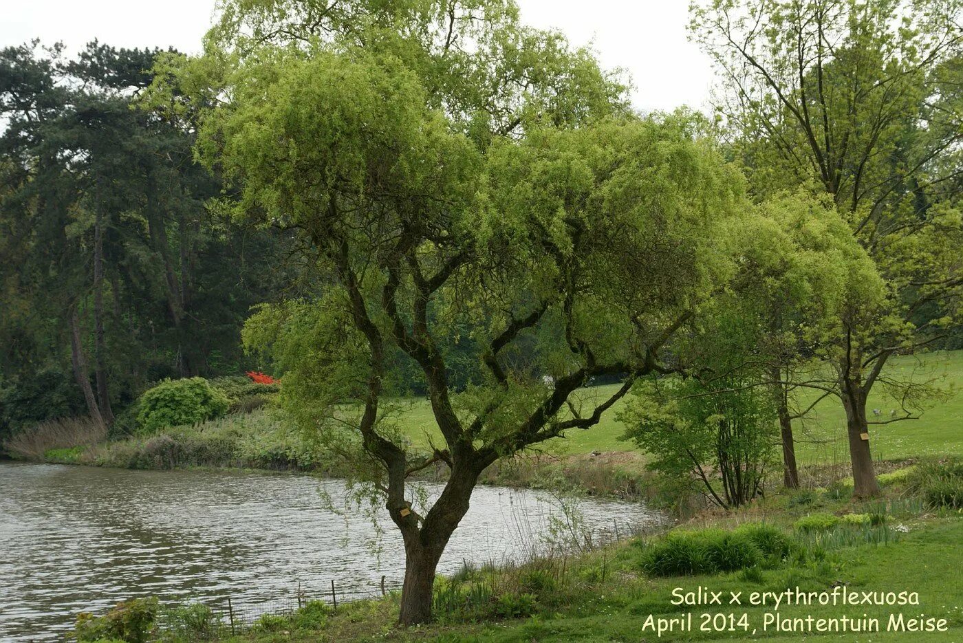 Ива кудрявая фото. Ива Матсудана (Salix matsudana). Ива Матсудана Salix "Erythroflexuosa. Ива Уральская Извилистая. Ива Матсудана Эритрофлексуоза.