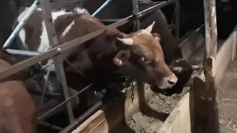Крс видео