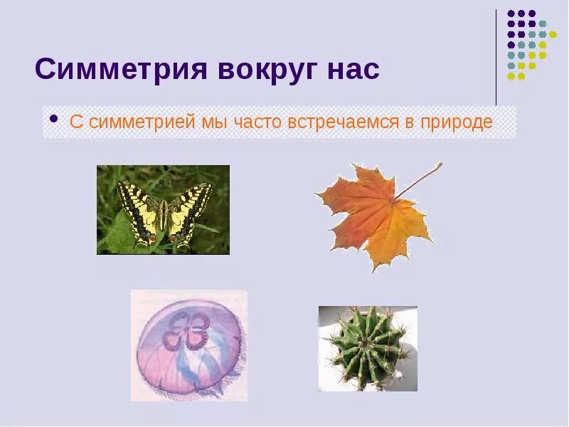 Предметы имеющие ось. Симметрия вокруг нас. ось симметрии в природе. симметрия вокруг нас в природе. центральная симметрия в природе.