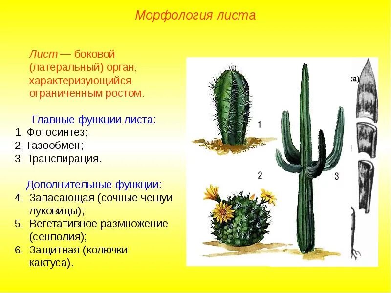 Кактус форма стебля. Лист функции морфологии. строение кактуса. лист морфология листа. строение кактуса биология.
