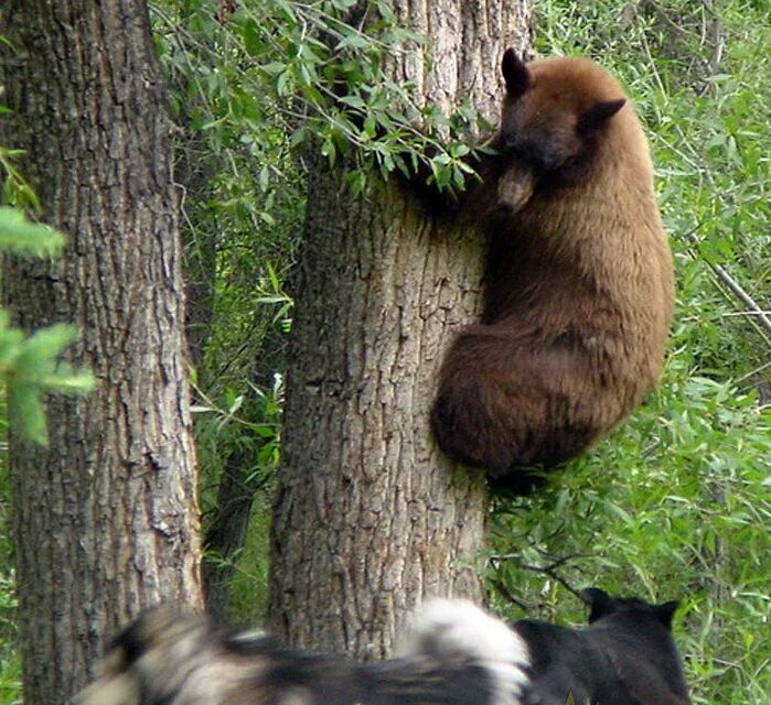 Медведь на пикнике. Медведь хозяин тайги. Медведь пришел в гости. В гостях у медведей. Мишка в гости приходил
