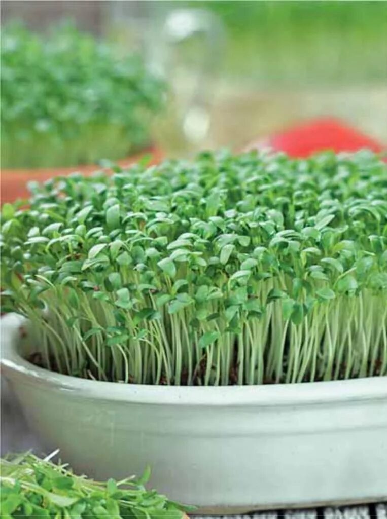Семена на зелень какие. Микрозелень Кресс. Крессалат микрозелень. Кресс салат семена микрозелени. Черемша микрозелень.