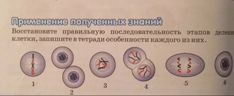 Характеристика фаз митоза кратко. Этапы деления клетки в правильной последовательности. Фазы митоза схема. Этапы деления клетки в правильной последовательности. Этапы деления клетки в правильной последовательности.