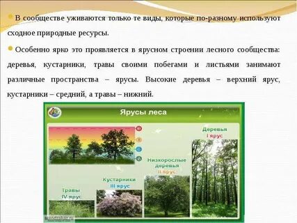 Растения в разных экосистемах