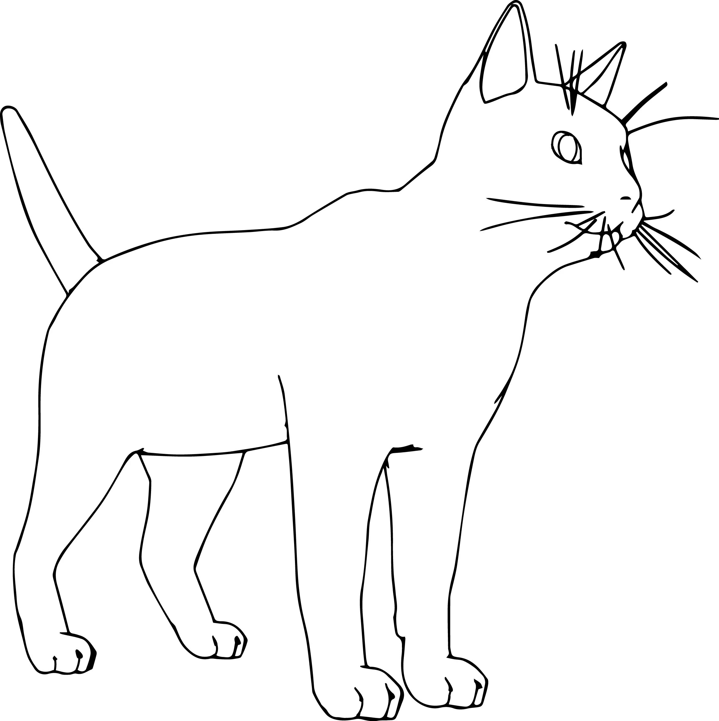 Стоящий кот рисунок. Раскраски котики реалистичные. кошка раскраска реалистичная. раскрашенные кошки. раскраски котята реалистичные.
