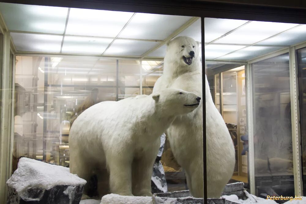 кунсткамера зоологический музей. скелет касатки зоологический музей спб. зоологический музей зоологического института ран. зоологический музей санкт-петербург режим. зоологический санкт петербург билеты.