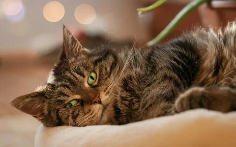Слушать мяуканье кота живой звук для кошки