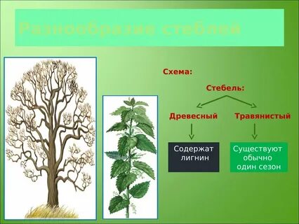 Разнообразие стеблей биология 6 класс
