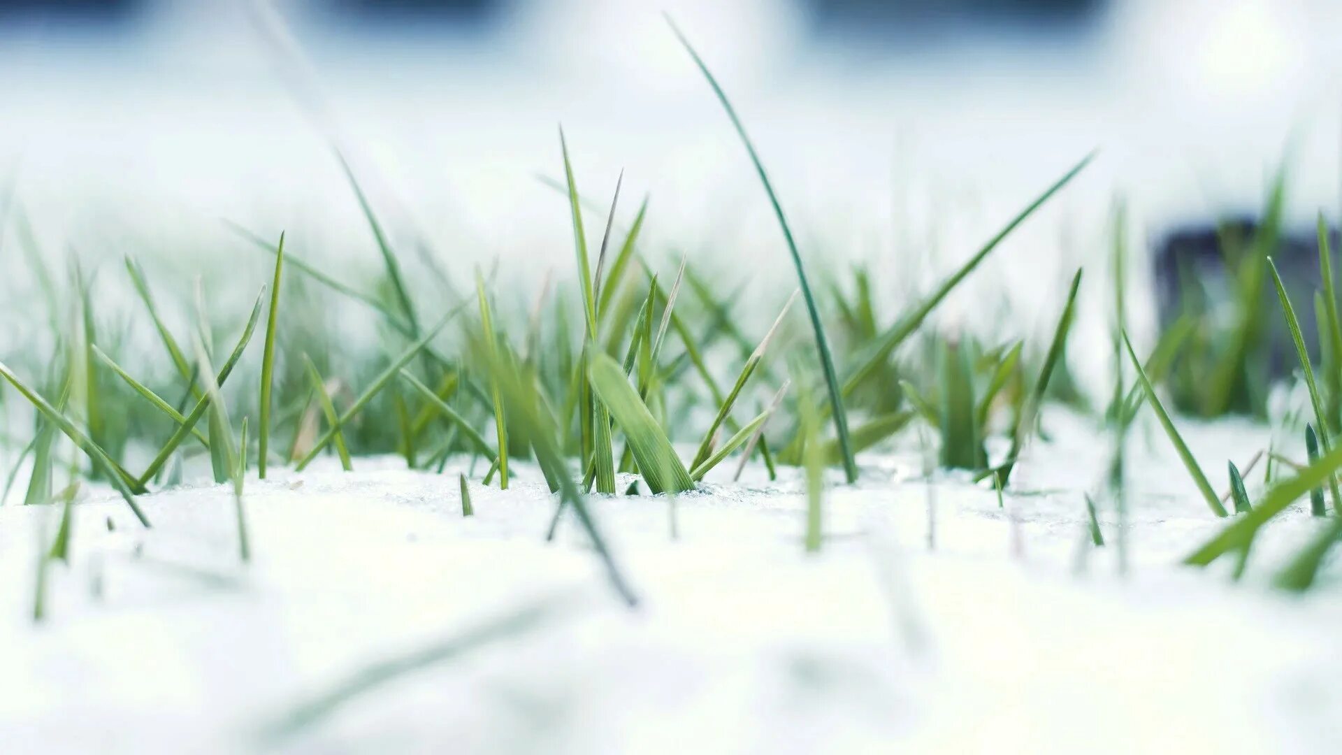 Цвет ранней травы. Трава под снегом. Весенняя трава. Ранняя Весенняя трава. Снег на траве.