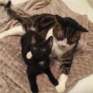 Котенок и его человек 2