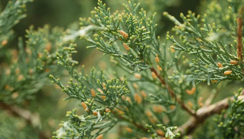 Суеверия можжевельника. Суеверия можжевельника. Можжевельник польза и вред для здоровья. Суеверия можжевельника. Сообщение о можжевельнике.