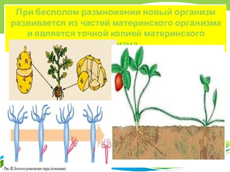 При бесполом размножении. При бкспоом размножение. При бесполом размножении организм развивается. Пни бесполом размножении организмов.