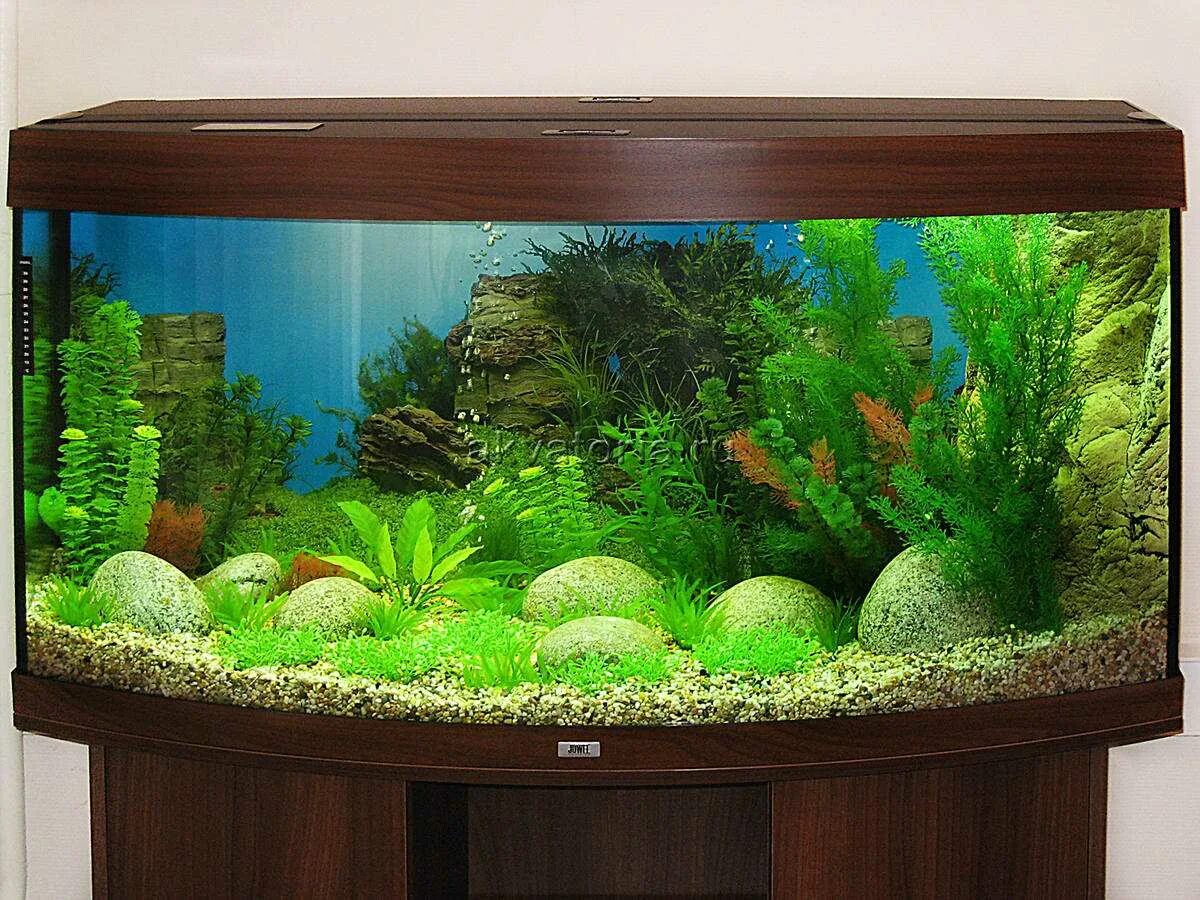 Пресноводные рыбки для аквариума. Аквадизайн аквариумы. Растения для аквариума живые. Красивые аквариумы. Речной аквариум.