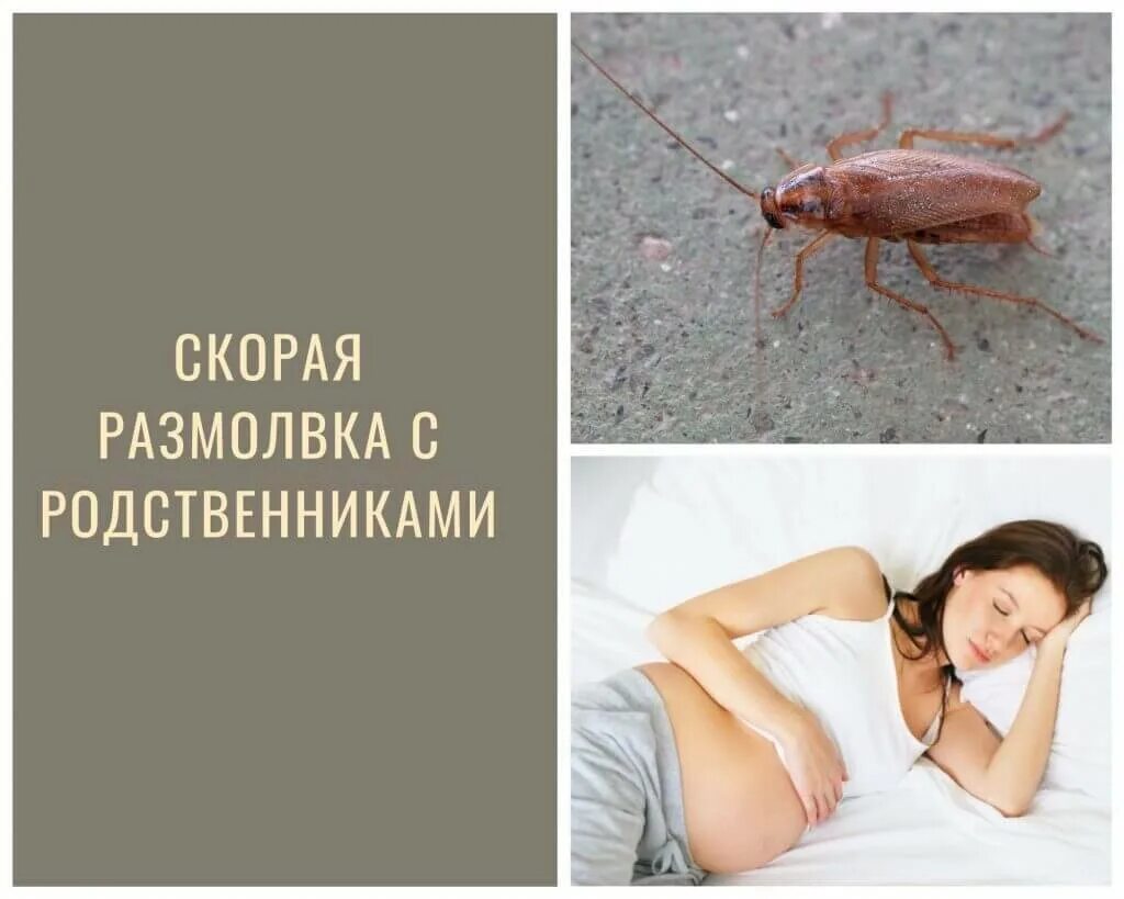 Сонник мертвые тараканы. Сонник мертвые тараканы. Тараканы во сне к чему снятся. Таракан. Тараканы во сне к чему снятся.