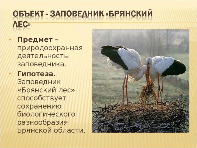 Охрана природы брянской области проект по окм Охраняемые животные Воронежской области