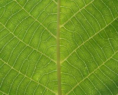 Green leaf перевод