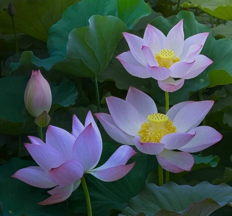 Лотос орехоносный зеленый. Белый лотос цветок. Белый лотос / the white lotus. Лотос эстетика. Три лотоса отзывы.