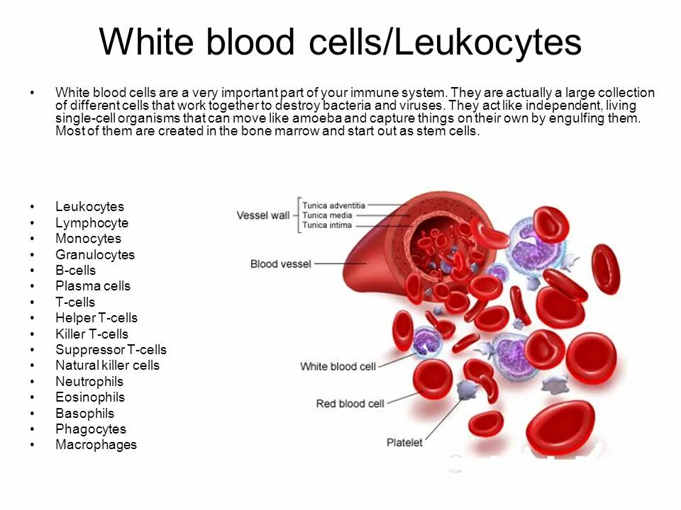 Лейкоциты эритроциты понижены. Лейкоциты в крови. Клетки крови человека. Blood Cells. White Blood Cells Cells.