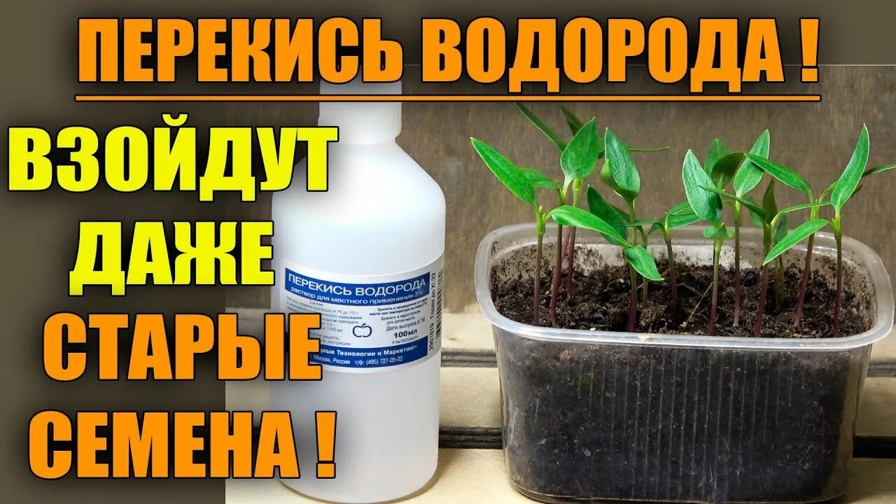 Замачивание томатов в перекиси водорода. Посев перца с перекисью водорода. посадка рассады с перекисью водорода. посев перца на рассаду с перекисью водорода. замачивание семян на рассаду с перекисью водорода.