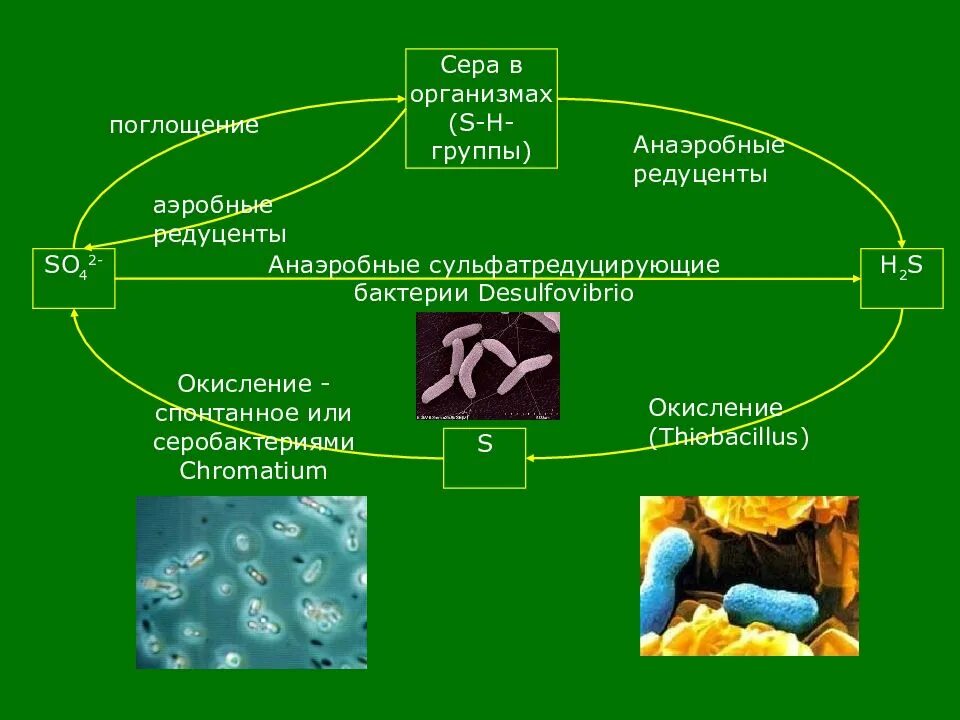 Хемосинтезирующие бактерии в экосистеме продуценты. Сульфатредуцирующие бактерии. сульфатредукция бактерий. сульфитредуцирующие бактерии. сульфат восстанавливающие бактерии.